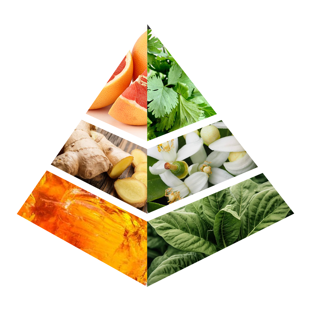 Eclipse - CH005-KYAMSTORE